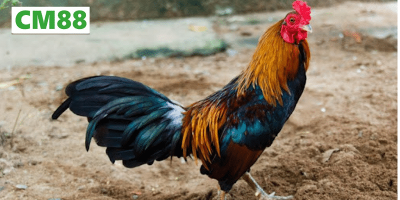 Các dòng gà tre nổi tiếng tại Việt Nam